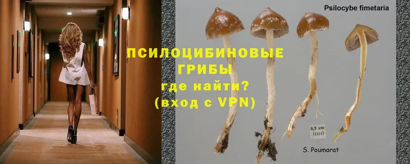 Галлюциногенные грибы Cubensis  Курск 